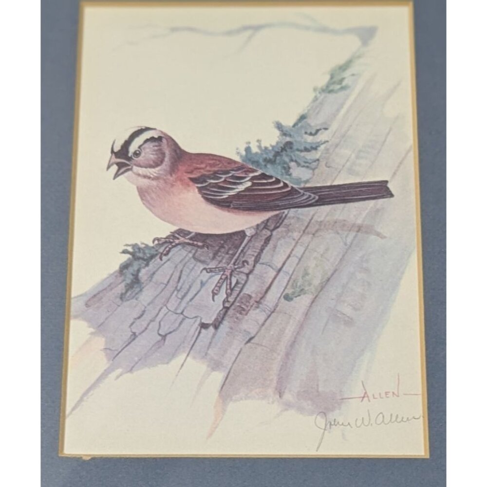 Vintage Framed Bird Print by John W. Allen with Wooden Frame & Blue Matting
